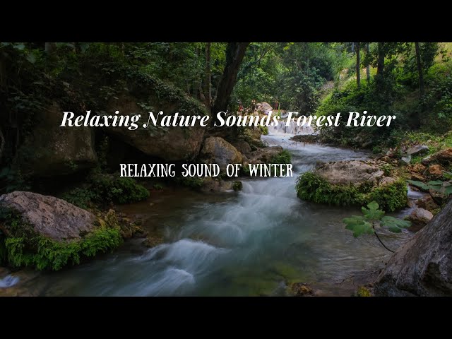 Relaxing Nature Sounds Forest River I Relaxing Sound of Water I Nature Sound for Sleep & Reading