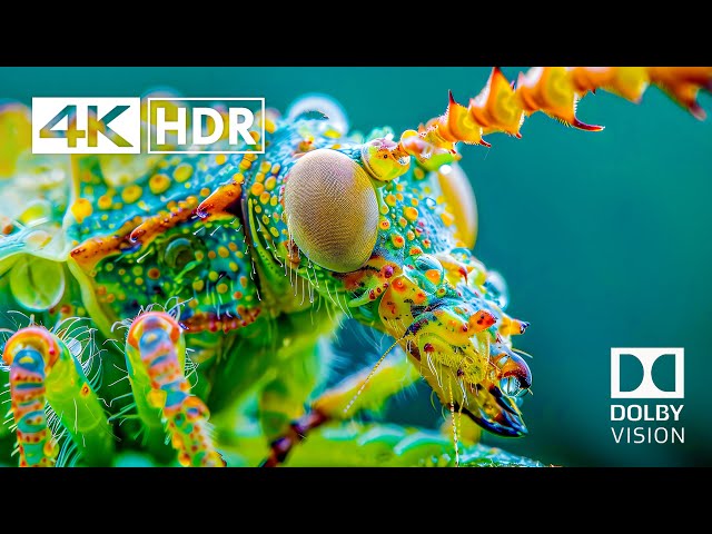 Best of 4K HDR 60fps Dolby Vision (4K Video) ULTRA HD #4k #4khdr