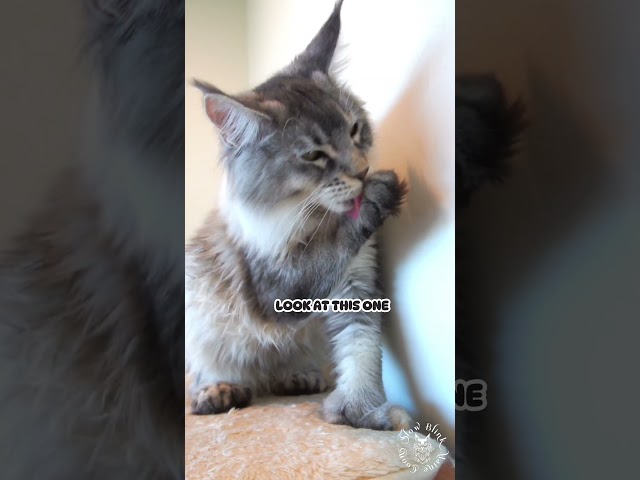 👀 Which One? | Maine Coon Cat #cute