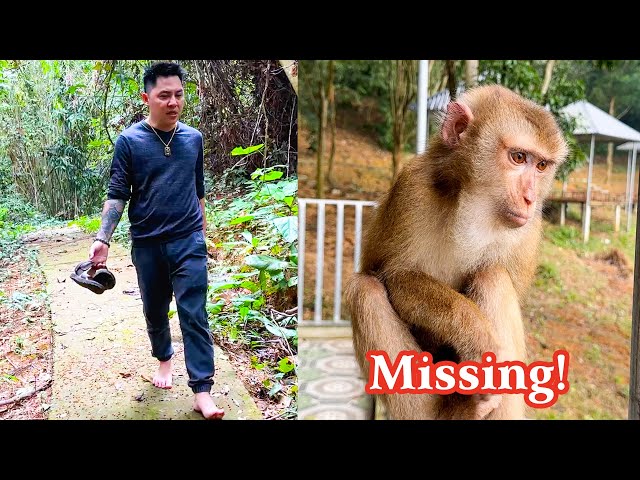 Monkey Kaka is Missing! Who is the mysterious force behind this?