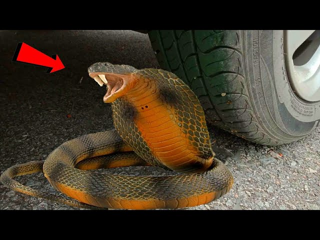 CAR VS SNAKE EXPERIMENT VS poo VS SLIME CHILD TOY | Crushing Cruncy & Soft Things by Car!