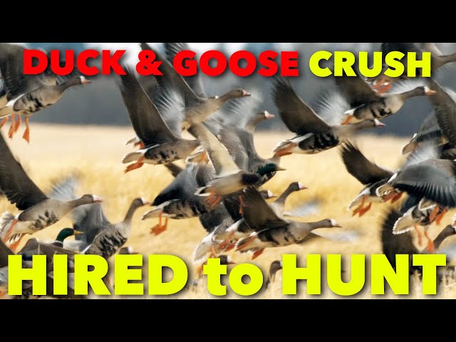 DUCK & GOOSE CRUSH: Claudio Ongaro's Hired to Hunt Season 5 Episode 5