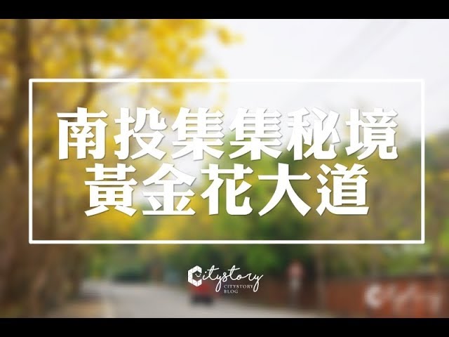 【南投集集景點】最新賞花祕境大公開-集中路黃花風鈴木美好綻放天空