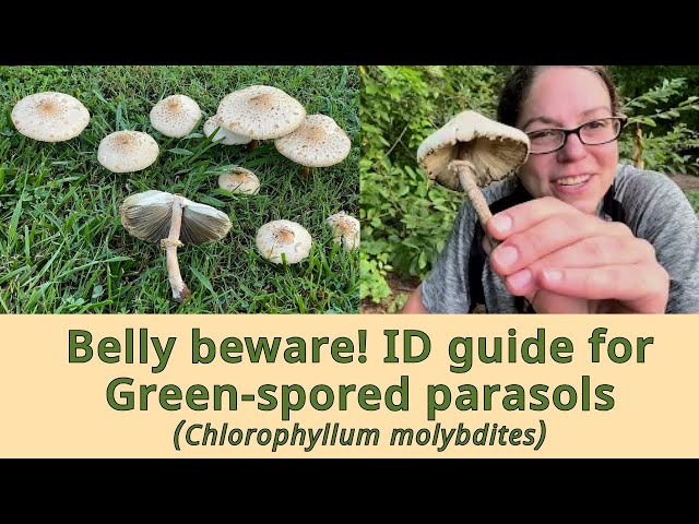 Belly beware! ID guide for yard dwelling Green-spored parasol mushrooms - Chlorophyllum molybdites