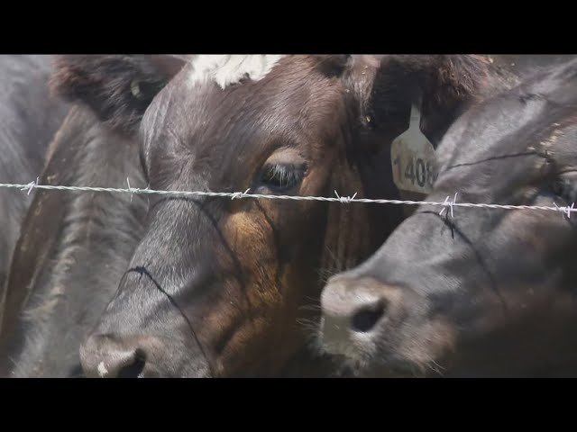 PREVIEW: Williams County large-scale farm creating big problems | 11 Investigates