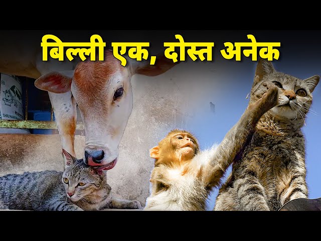 Ajeeb friends wali cat ki story | A cat friends with monkey, cow, sheep and dog | Funny Animals