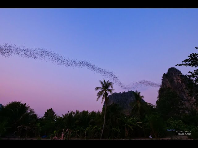 Phitsanulok bat sighting point in Thailand