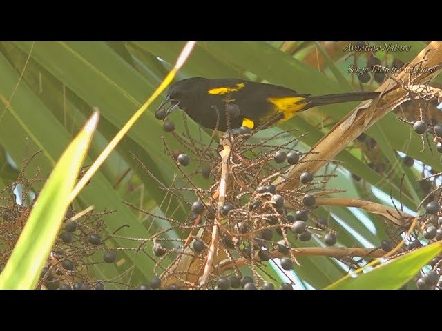 #Oriole À Capuchon Noir / Black-Cowled #Oriole #OiseauxDeCuba  #AventureNature