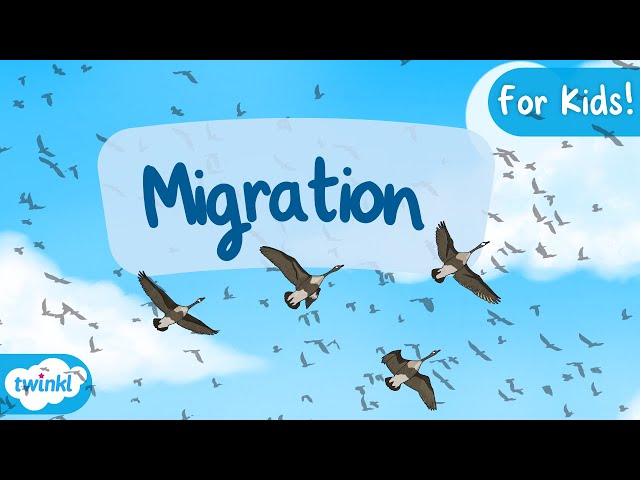 Animal Migration for Kids! | Why Do Animals Migrate? Migration for Kids