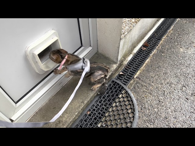 The stages of coco my maine coon/Bengal, Learning to go outside