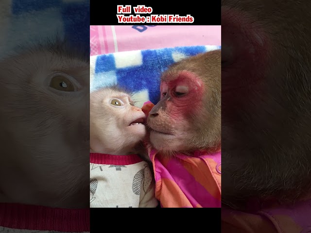 Baby monkey cries and gets angry at Monkey Kobi #cutemonkey #monkeybaby