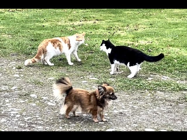 Cats & Dogs at play. Java plays with Magpie but stops to confront Mustard