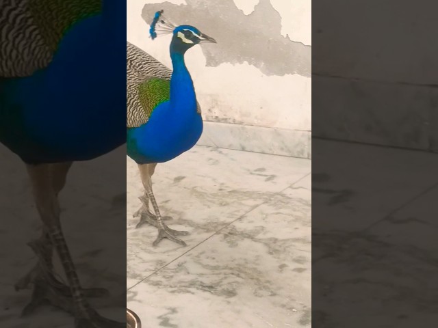 #peacock #shorts #youtubeshorts #comedy #viralvideo #viral #funny #shortsvideo #birds #trending #mor