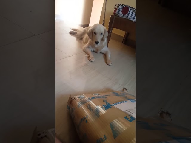 Food retriever