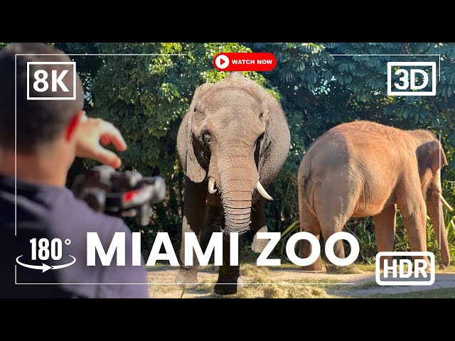 Virtual Reality Zoo. A Wild Day at Miami Zoo in Stunning 8K VR 180! 🦒🐅🐘 Giraffes, Tigers, & More