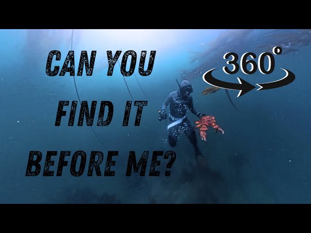 King Crab Diving in 360° 4k #insta360x4 #insta360 #freediving