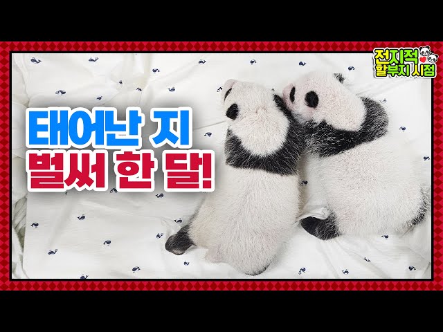 (SUB) "Two Chubby Tteok?" One-Month-Old Baby Panda Twins│Panda World🐼