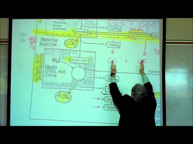 PHYSIOLOGY; CELLULAR RESPIRATION; PART 1 by Professor Fink