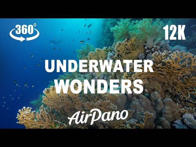 Underwater Wonders, Red Sea, Egypt. 8K 360 video