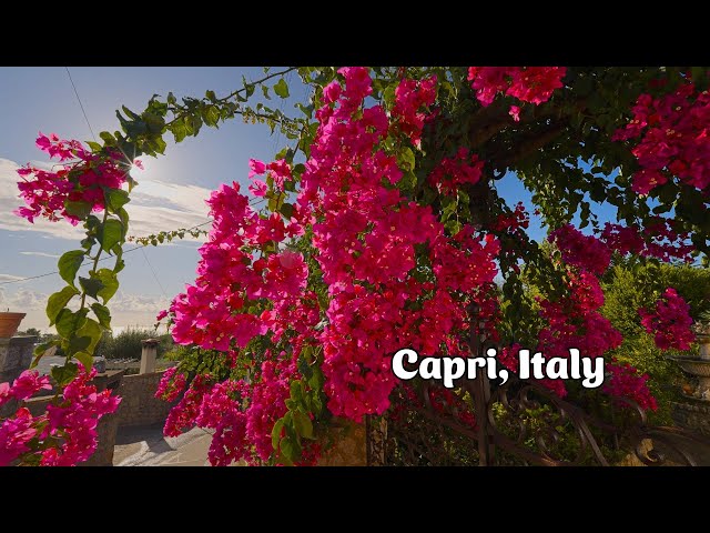 Capri, Italy travel 🇮🇹 2023 4K 60fps HDR ASMR Rain Walking Tour (▶︎66min)