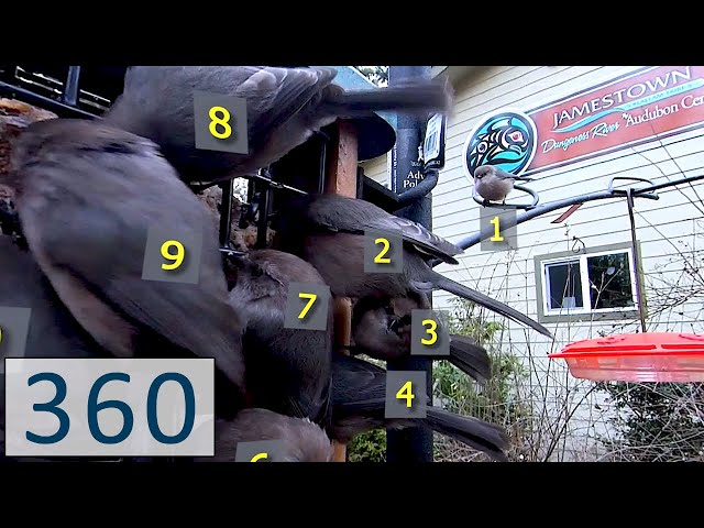 PacSci 360° Bird Count Challenge