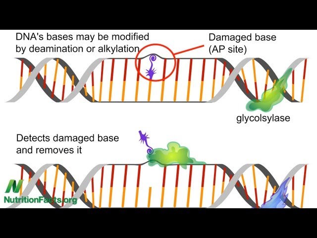 Kiwifruit and DNA Repair