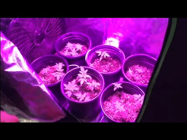 New 600W LED & Wild weed plants