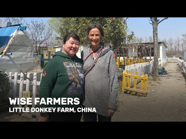 Wise Farmers: Little Donkey Farm, China