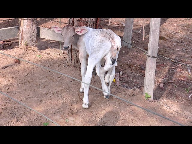 BEZERRO NASCE COM SEIS PATAS EM NOVA MUTUM   MT, SOBREVIVE E SURPREENDE DONO