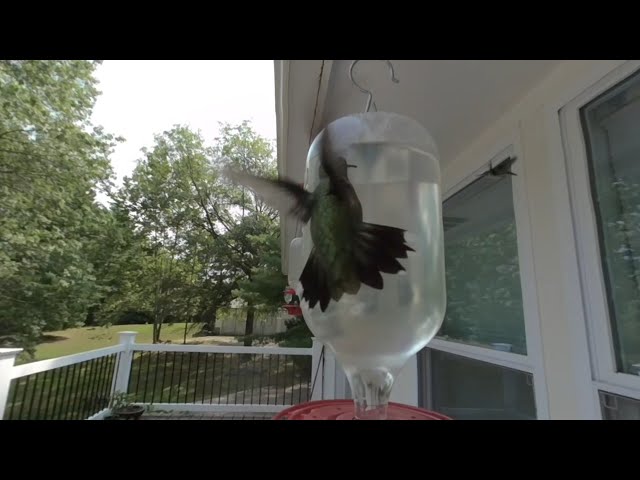 hummingbirds at feeder vr