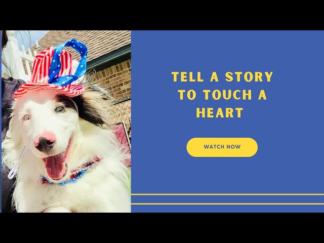 6 Strategies to Effective Story Telling (Bonus story about my special needs dog named Quigley)