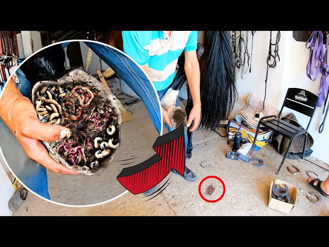 TOTAL HOOF CLEANING.....// How I HELP Him RECOVER // ASMR //