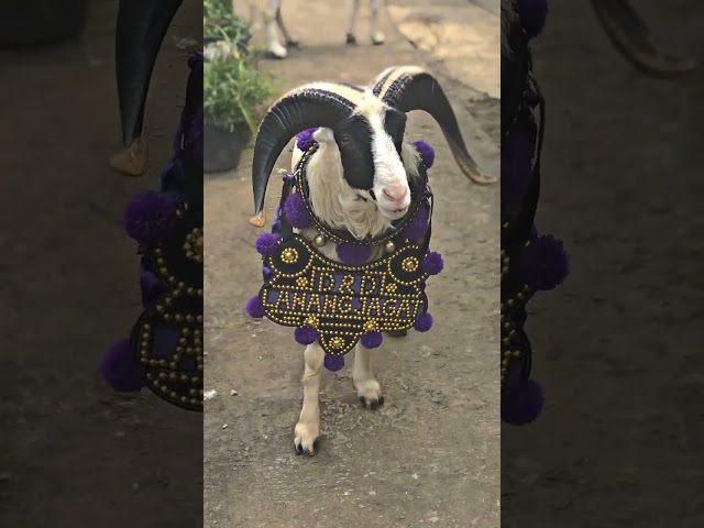 Main sama domba garut #dombasheep #peternakdogarmilenial #goat #domba #farm #animal #domnagarut