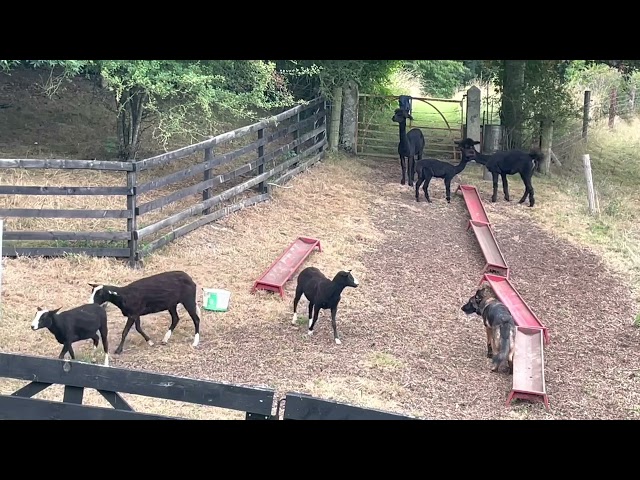 I watch sheep who're relaxed until I trip & startled them all, except one