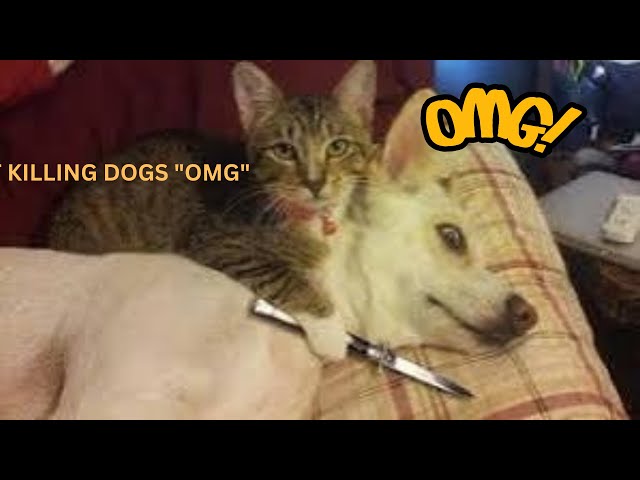 cat killing dogs "OMG"🔞😳😳#funny Cat #viralvide