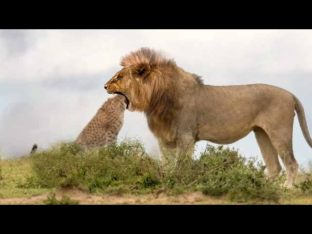 The Tragic End Of A Cheetah When It Was Secretly Ambushed By A Lion