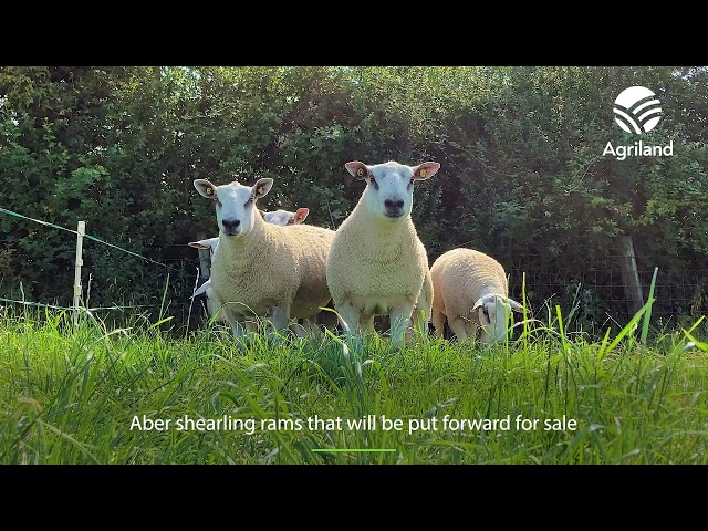 Texel and Aber rams on the farm of James Dunne in Co. Cavan for the Big Boy Ram Sale