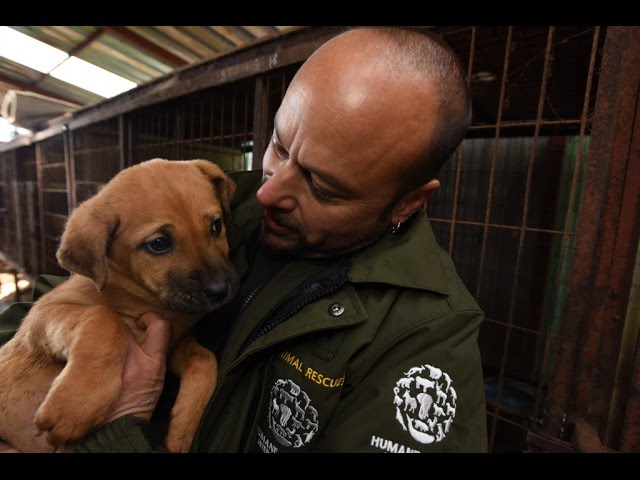 LIVE from a South Korea Dog Meat Farm