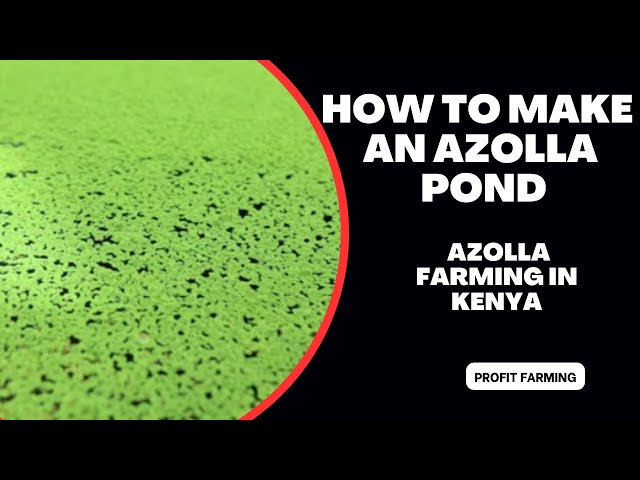 how to make an azolla pond | azolla farming in Kenya| azolla farming for chicken feeds