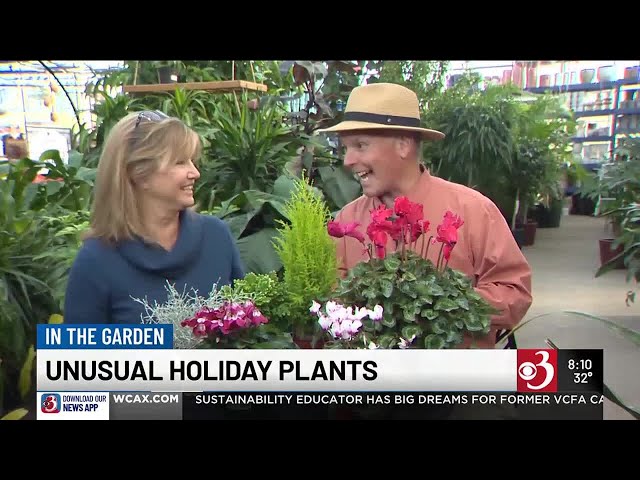 In the Garden: Unusual holiday plants