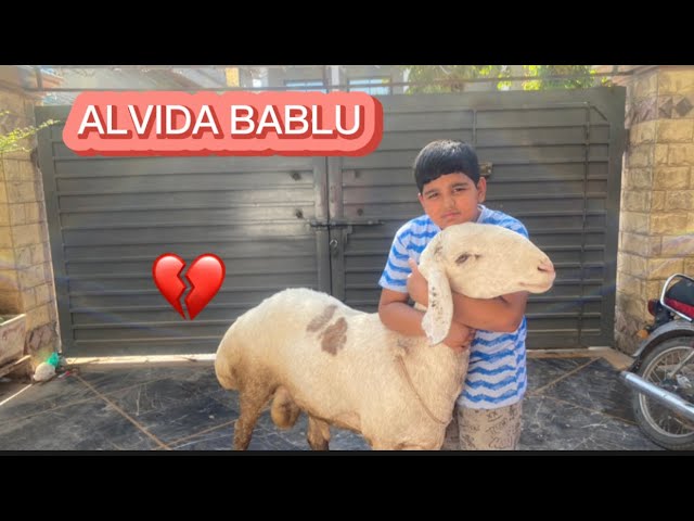 ALVIDA BABLU💔🥹BABLU WILL BE REMEMBERED🥹EMOTIONAL DAY🥹💔IBRAHIM DANIYAL VLOG