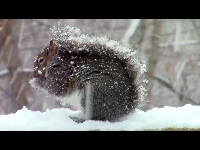 Amazing wildlife Birds #minivlog #vlog #viral #nature