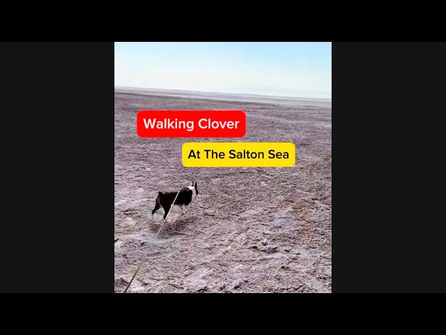 Salton Sea Walk - Wednesday 1/29/25