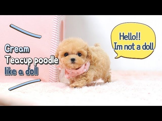 Toypoodle cream poodle teacup poodle puppy - Teacup puppies KimsKennelUS