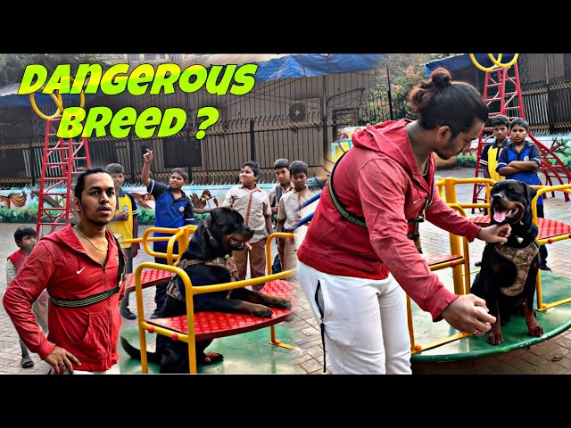 Is Rottweiler Dangerous For Children ? Trained Rottweiler In India | Day-244 #dog #rottweiler #vlog