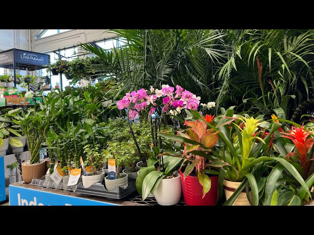 Lowe's Garden Center houseplant inventory!