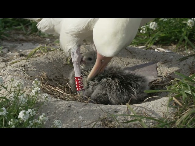 Wisdom's mate cares for newly hatched chick. Midway Atoll Refuge 2_02_25