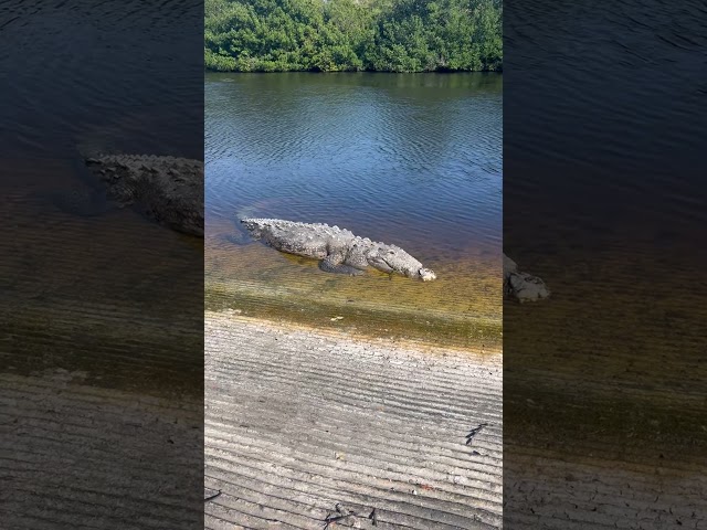 I found a 12 foot croc in the Everglades 🐊🤯 #animals #wildlife #florida #shorts