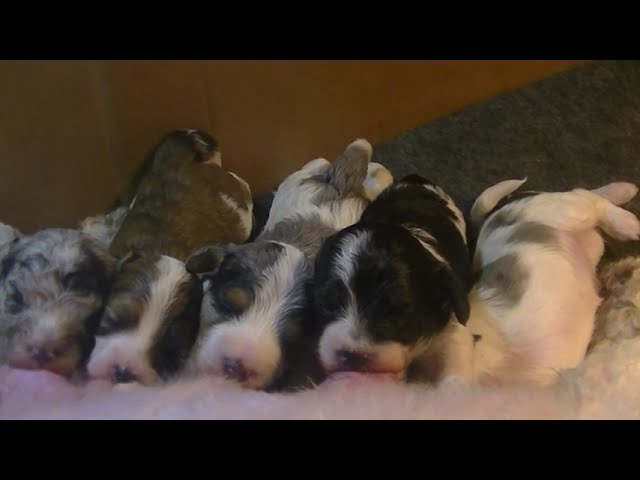 1 minute of cute feeding time Cavapoo babies