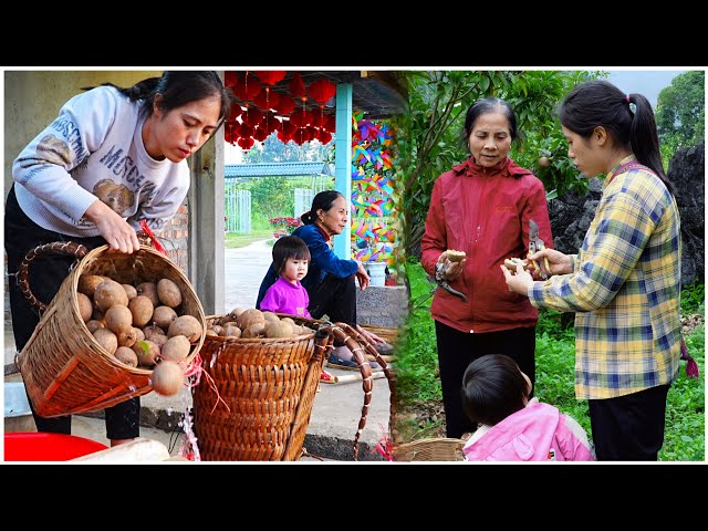 Mother-in-law and daughter-in-law. Harvest sapodilla, ripe vinegar and sell. Gardening and farming